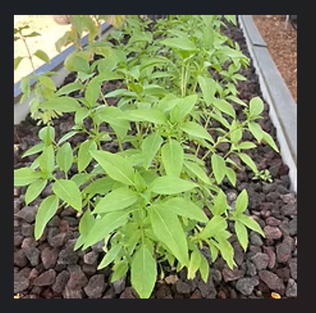 Aquaponics – February 2026